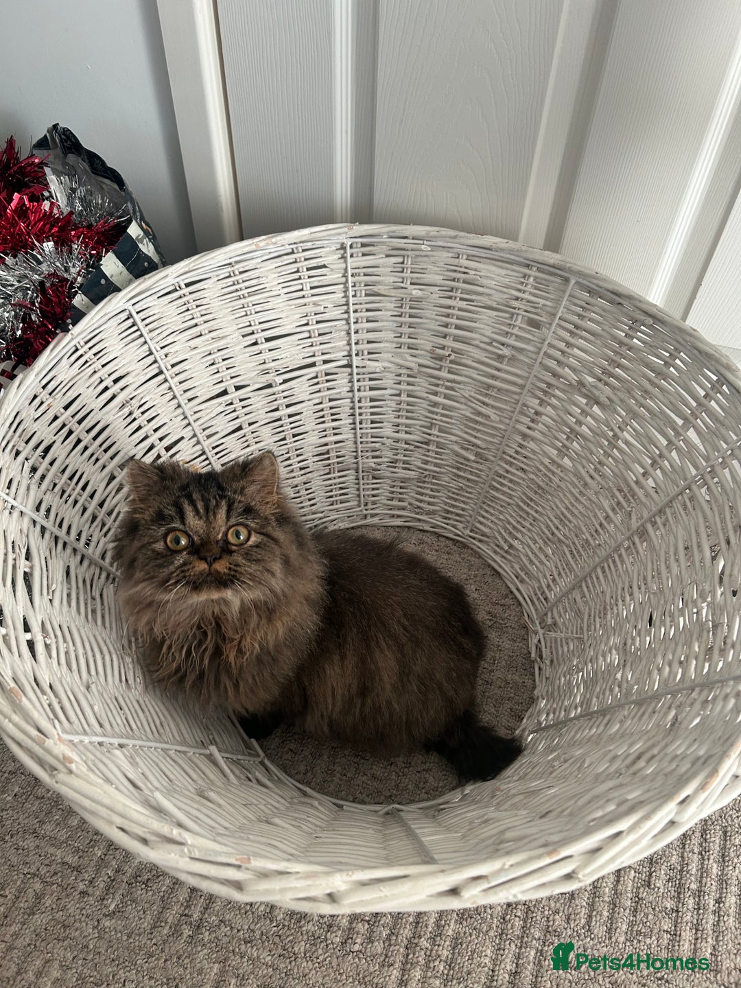 Persian cats for stud: Persian boy for stud duties  - Advert 1