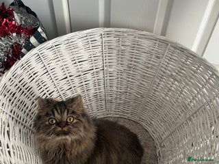 Persian cats Persian boy for stud duties - Advert 1