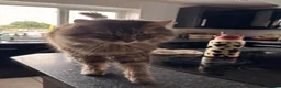 Mixed Breed cats for sale: Two cats looking for food home  in Redruth - Advert 3