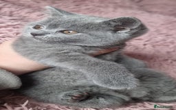 British Shorthair cats for sale: 3 beautiful bsh female kittens available  - Image 4