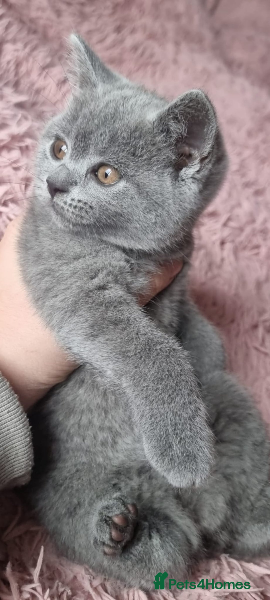 British Shorthair cats for sale: 3 beautiful bsh female kittens available  - Image 4