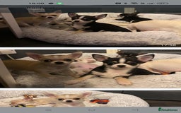 Chihuahua dogs for sale:  Quality KC stunning  tiny Chihuahua - Image 2