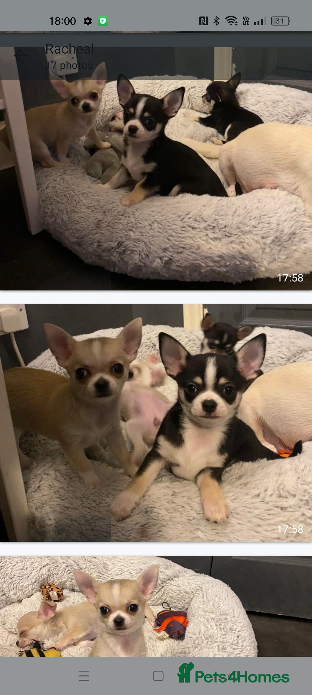 Chihuahua dogs for sale:  Quality KC stunning  tiny Chihuahua - Image 2