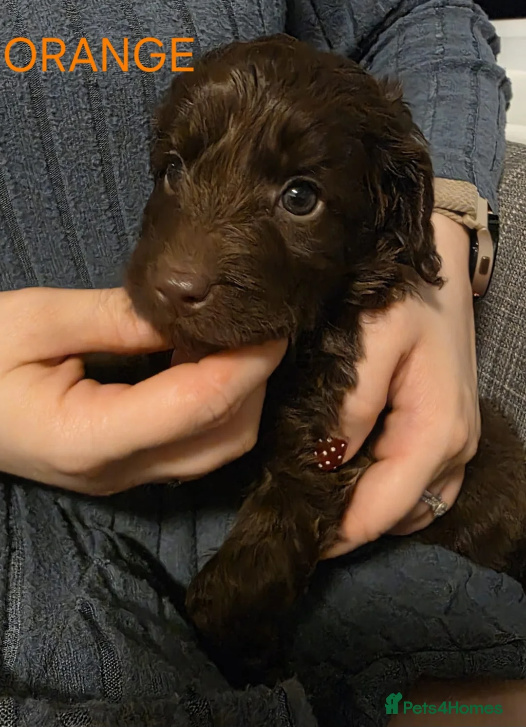 Cockapoo dogs for sale: Cockapoo Puppies  - Advert 20