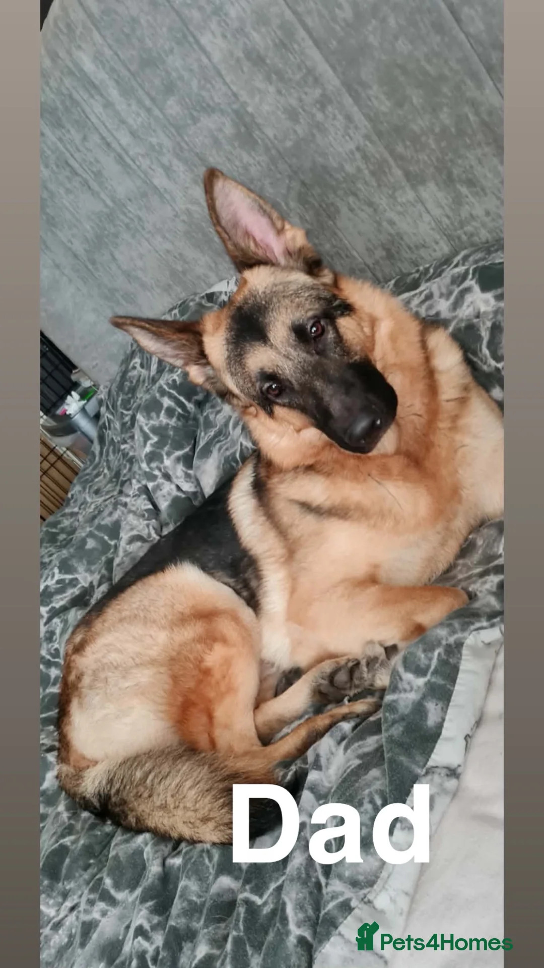 German Shepherd dogs for sale: German Shepard puppies (full breed) - Advert 9