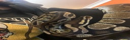 Python Snake reptiles for sale: Female Royal python  - Advert 3