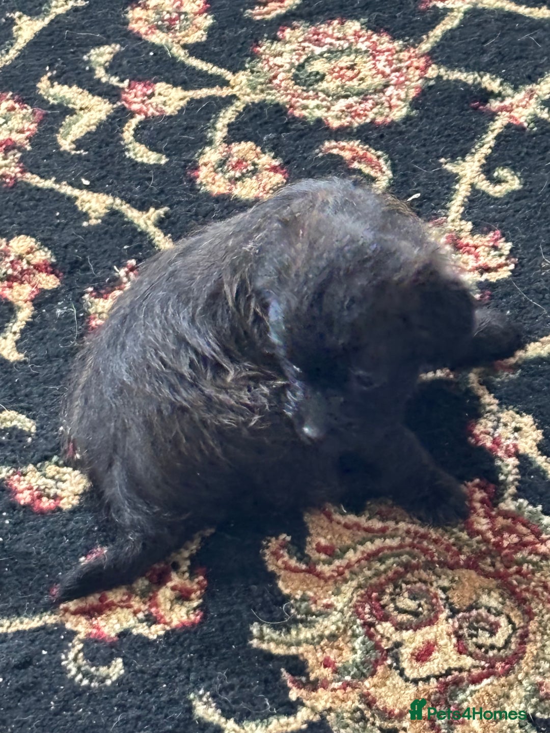 Mixed Breed dogs for sale: Norfolk terrier cross by toy poodle - Image 10