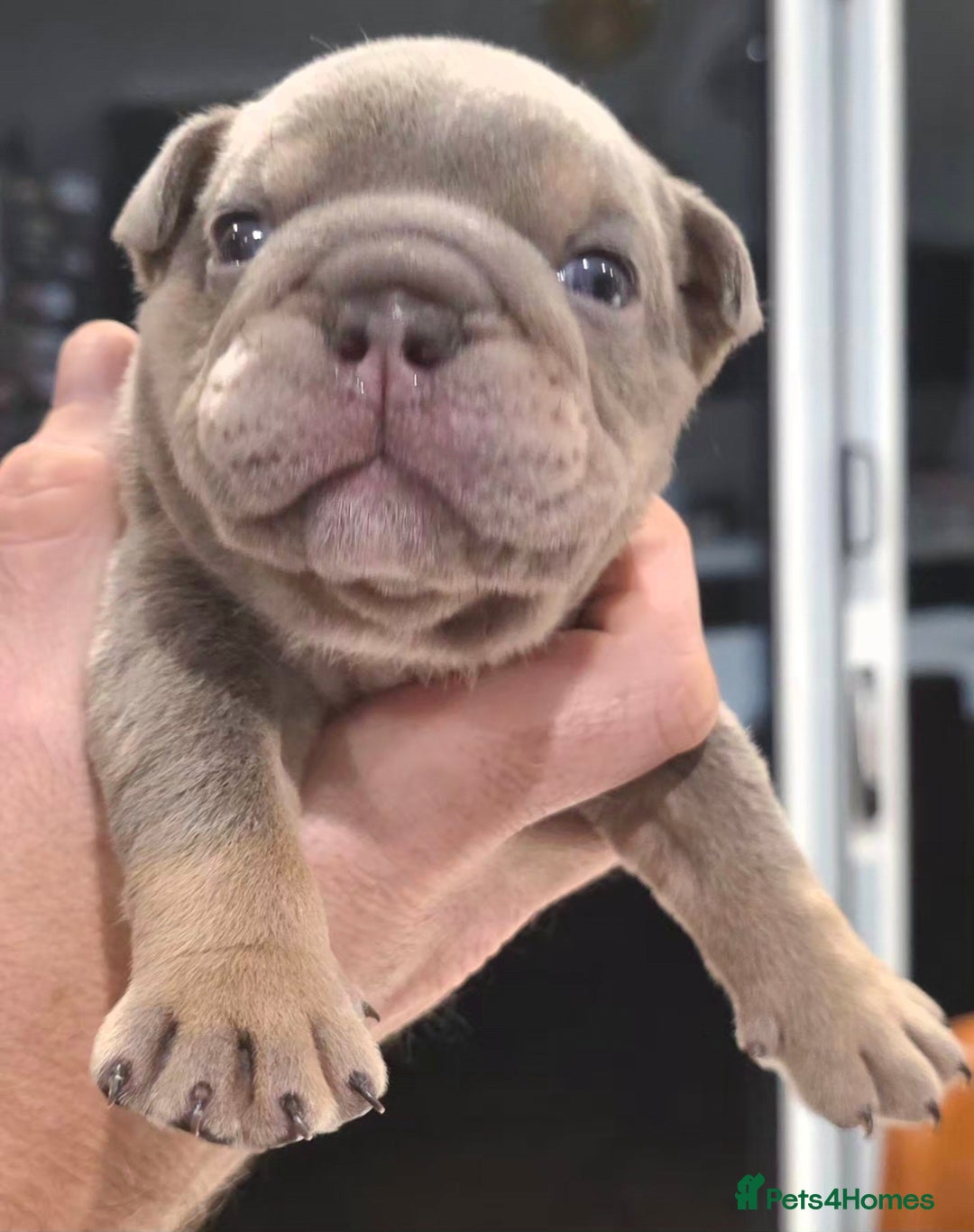 English Bulldog dogs for sale: Lilac/tan/ white English Bulldogs. 5 males. - Advert 11