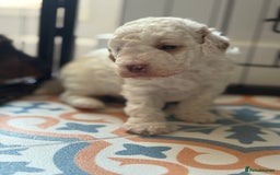 Jackapoo dogs for sale: Beautiful female jackapoo puppies - Image 4