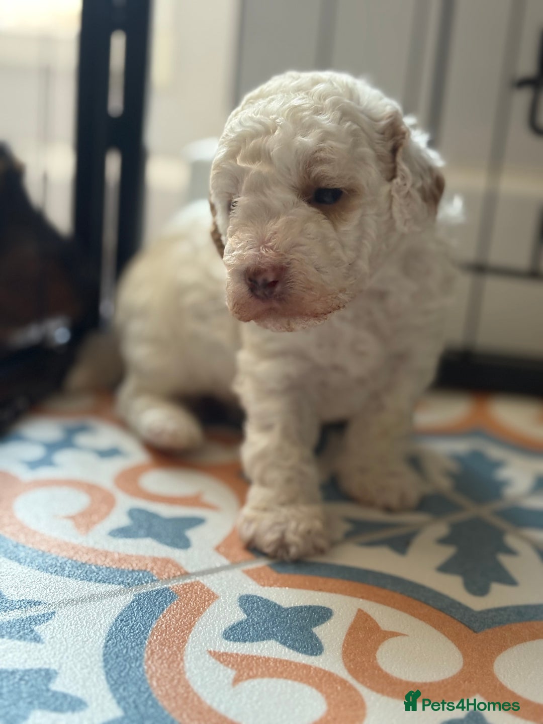 Jackapoo dogs for sale: Beautiful female jackapoo puppies - Image 4