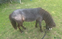 Shetland pony horses for sale: Marler (yes after Joe Marler )  - Advert 2
