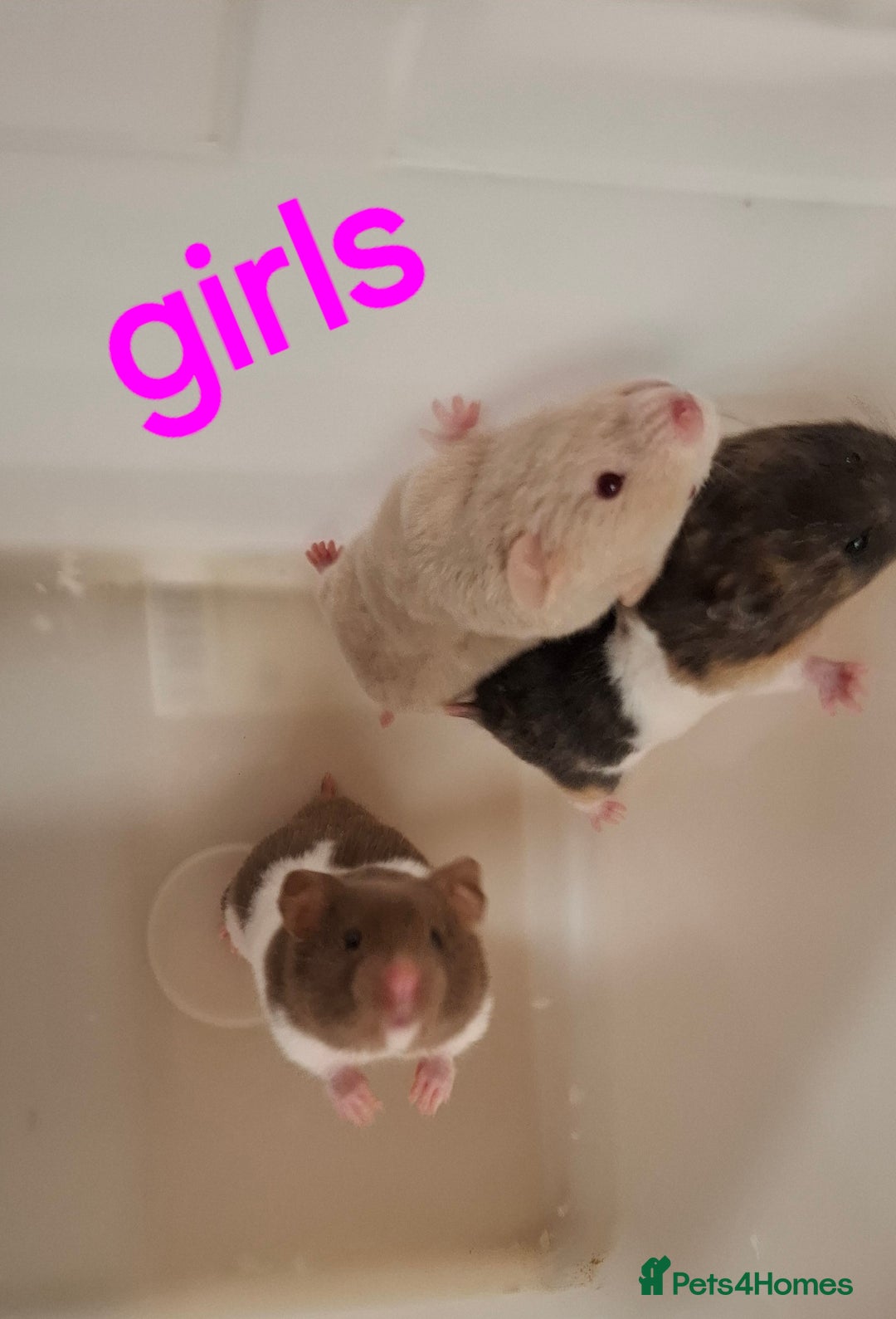 Hamster rodents for sale: Baby Syrian Hamsters - Advert 4