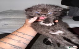 Mixed Breed cats for sale: 🐾 Half British Shorthair Kittens Available! 🐾 - Image 30