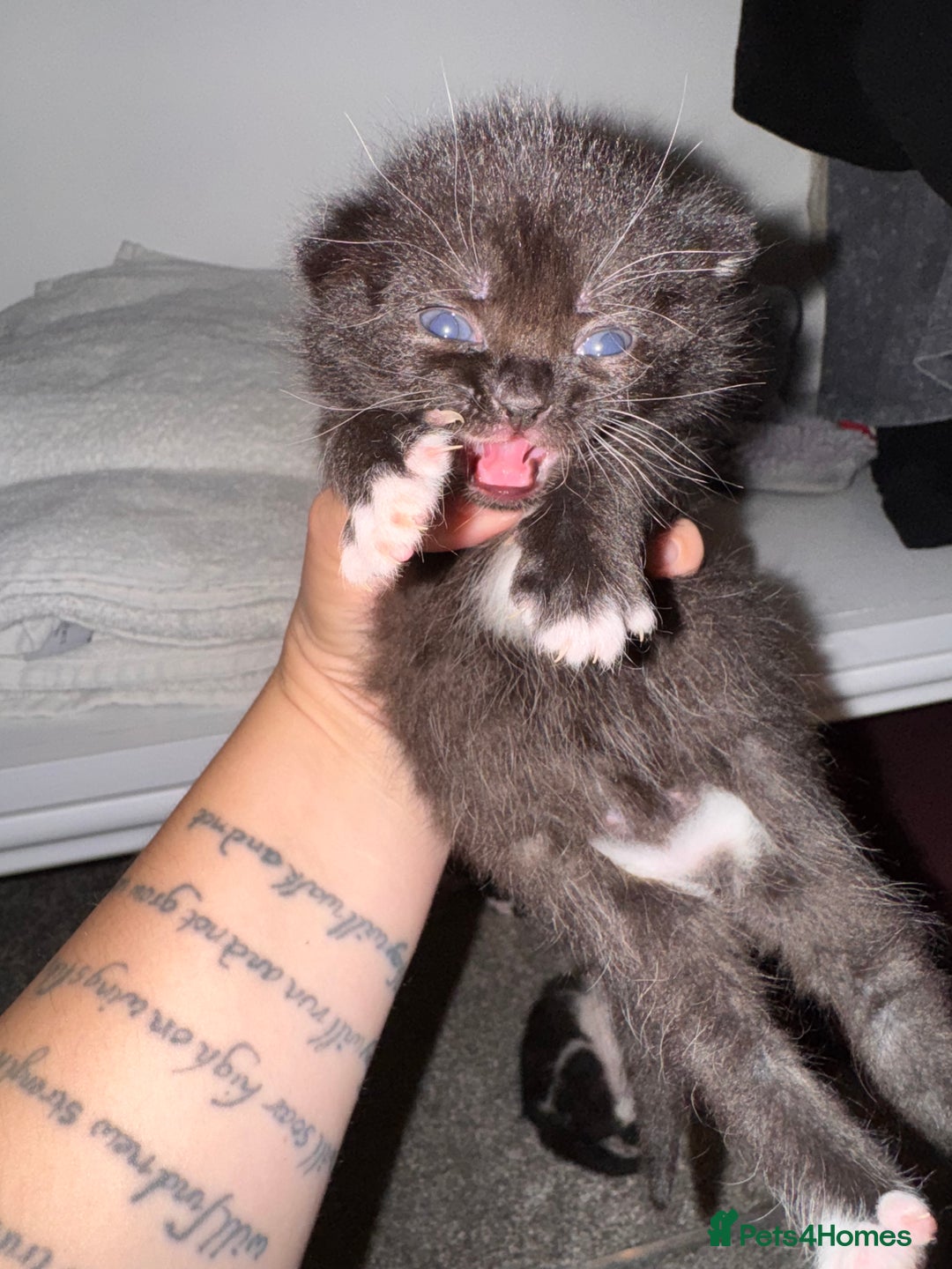 Mixed Breed cats for sale: 🐾 Half British Shorthair Kittens Available! 🐾 - Image 30