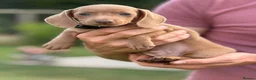 Miniature Dachshund dogs for sale: Gorgeous miniature dachshund boys ready to go  - Advert 13