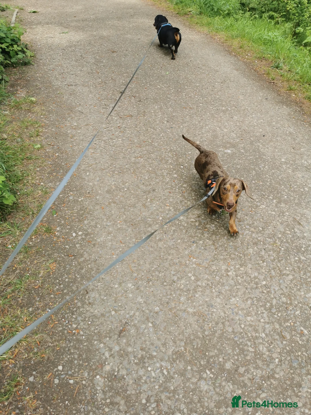 Miniature Dachshund dogs for stud: Miniature chocolate dapple mink dachshund stud dog - Advert 12