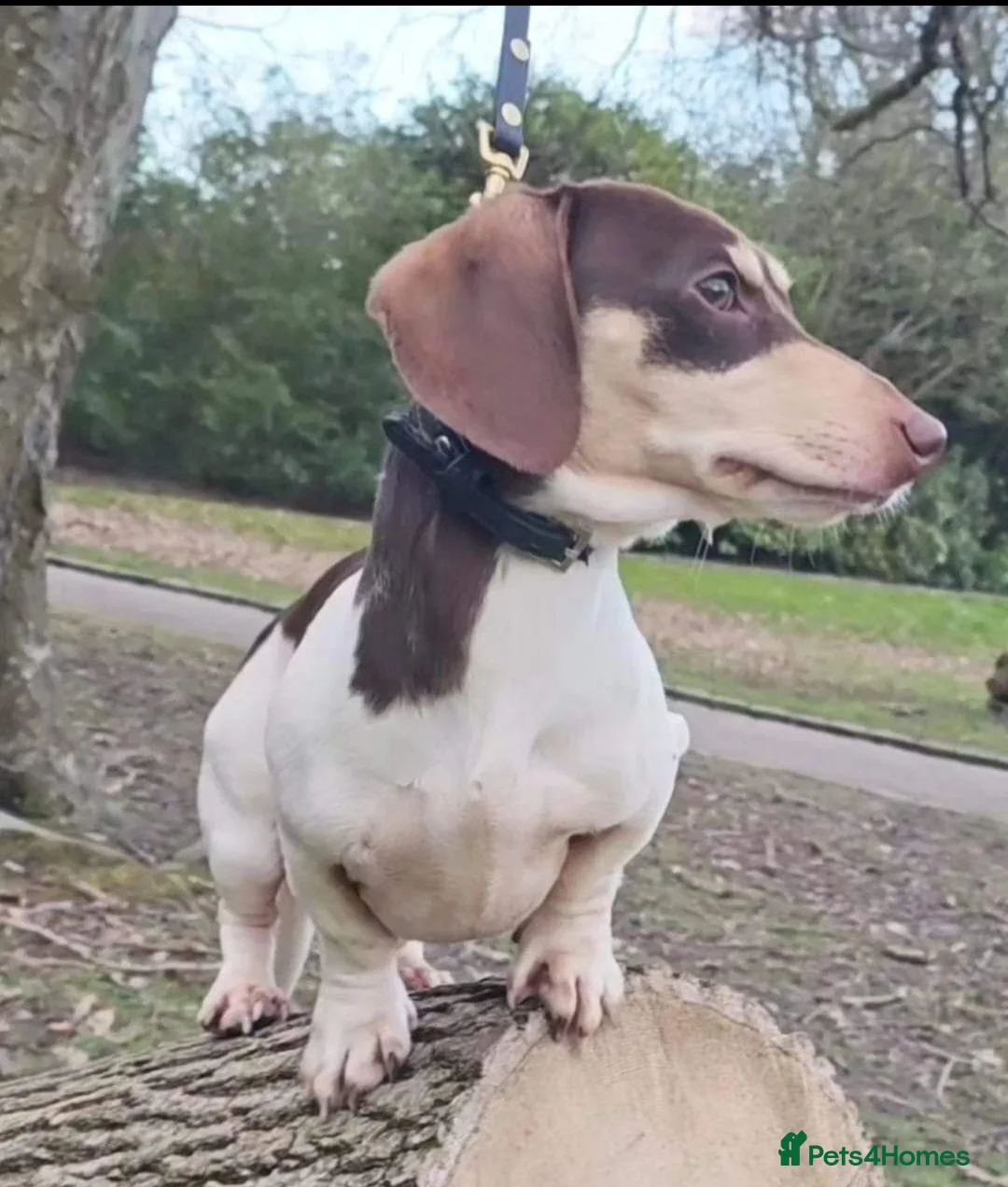 Miniature Dachshund dogs for stud: Piebald miniature Dachshund kc registered  in Blackburn - Advert 2