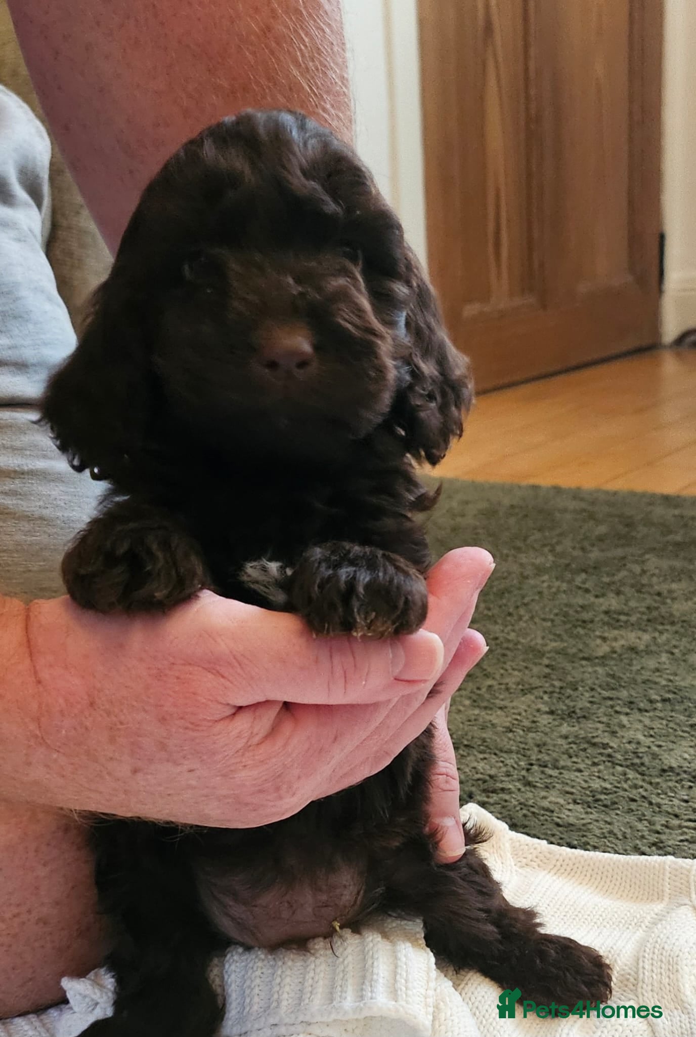 Sproodle dogs STUNNING SHOW SPRINGAPOO PUPPIES FOR SALE  - Advert 3