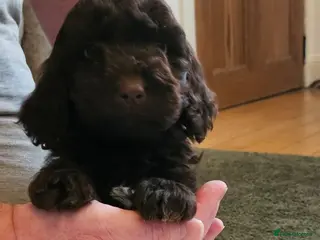 Sproodle dogs STUNNING SHOW SPRINGAPOO PUPPIES FOR SALE - Advert 3