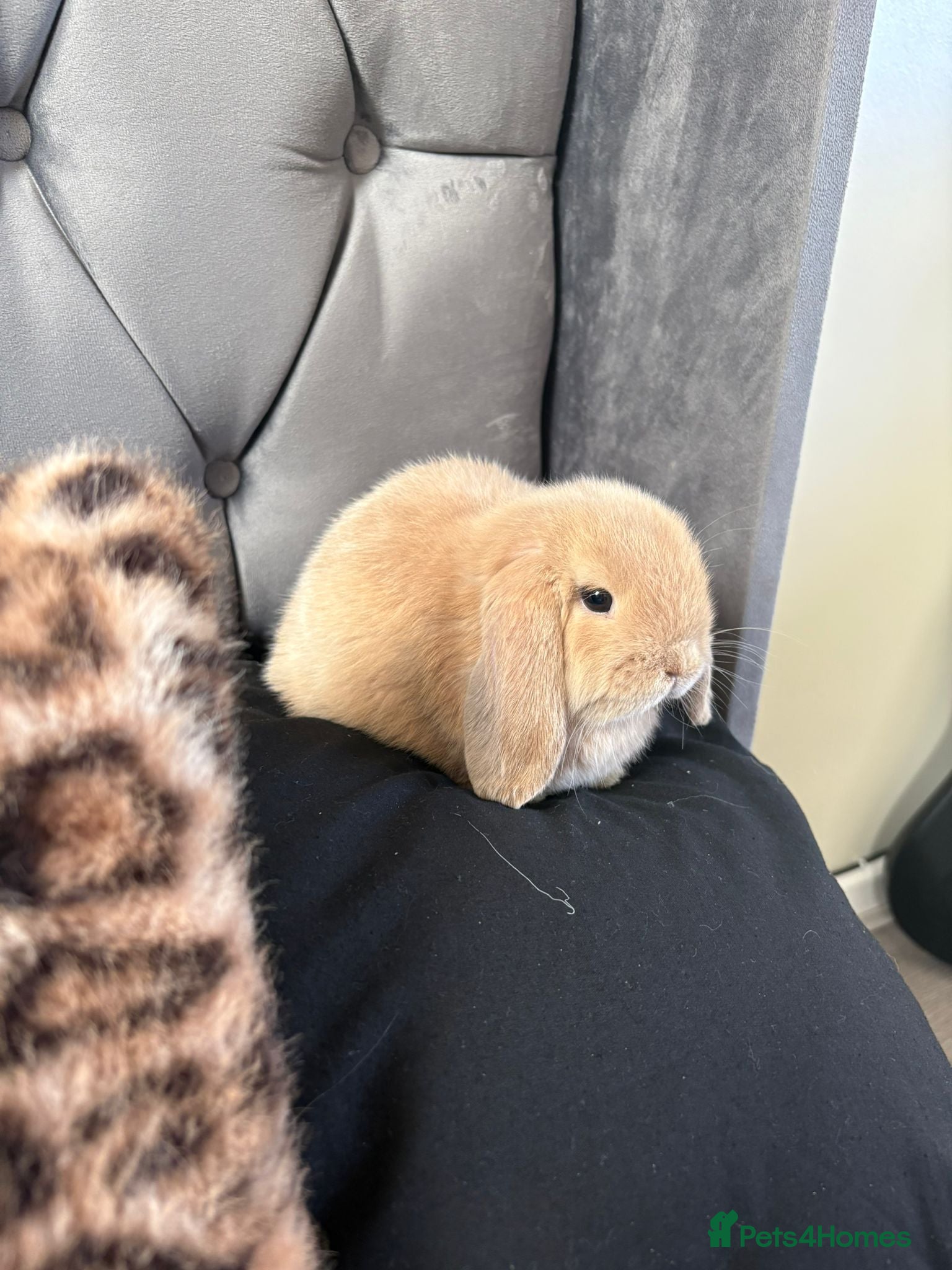 Mini Lop rabbits Buck male mini lop - Advert 1