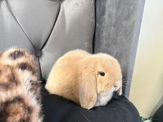 Mini Lop rabbits Buck male mini lop - Advert 1