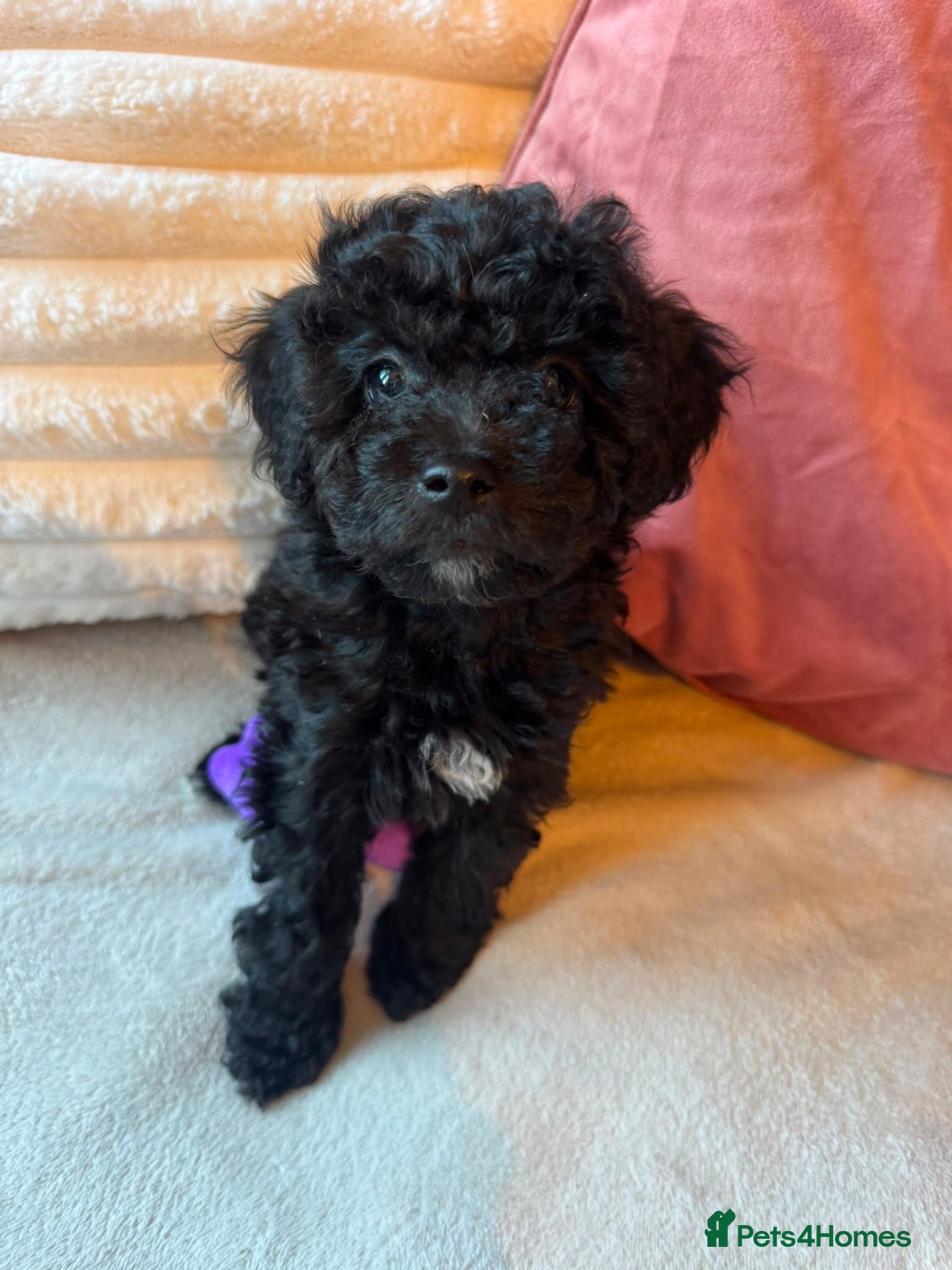 Cavapoo dogs 🐾 F1B MINIATURE CAVAPOO PUPPIES ARE HERE! 🐾 - Advert 1