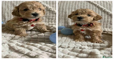 Maltipoo dogs - Advert 2