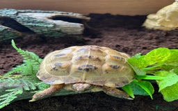 Tortoise reptiles for sale: Tortoise  - Image 2