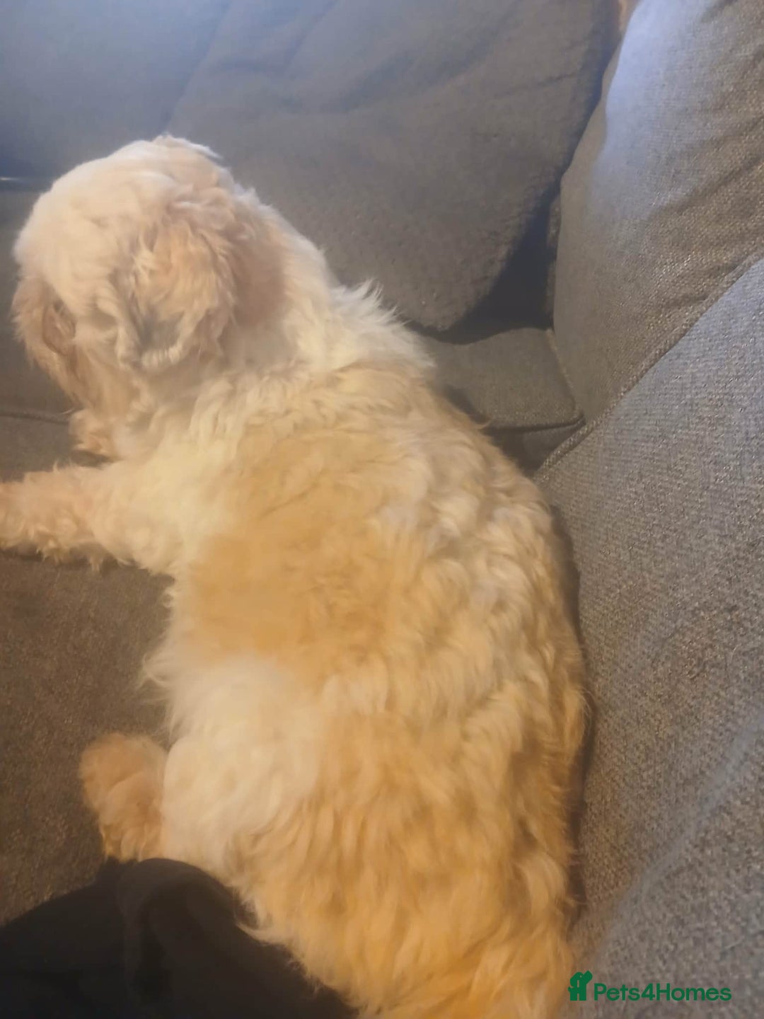 Lhasa Apso dogs for sale: 2 girl lahsa apso puppies for sale  - Advert 9