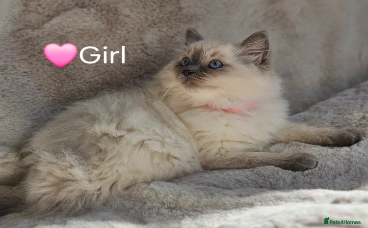 Ragdoll cats - Advert 2