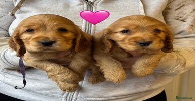 Cocker Spaniel dogs - Advert 16