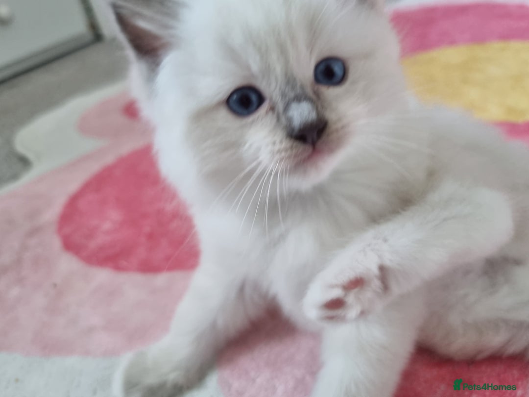 Ragdoll cats for sale: Ragdoll kittens  - Image 6