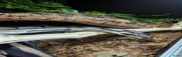 Python Snake reptiles for sale: Pythons for sale - Advert 4