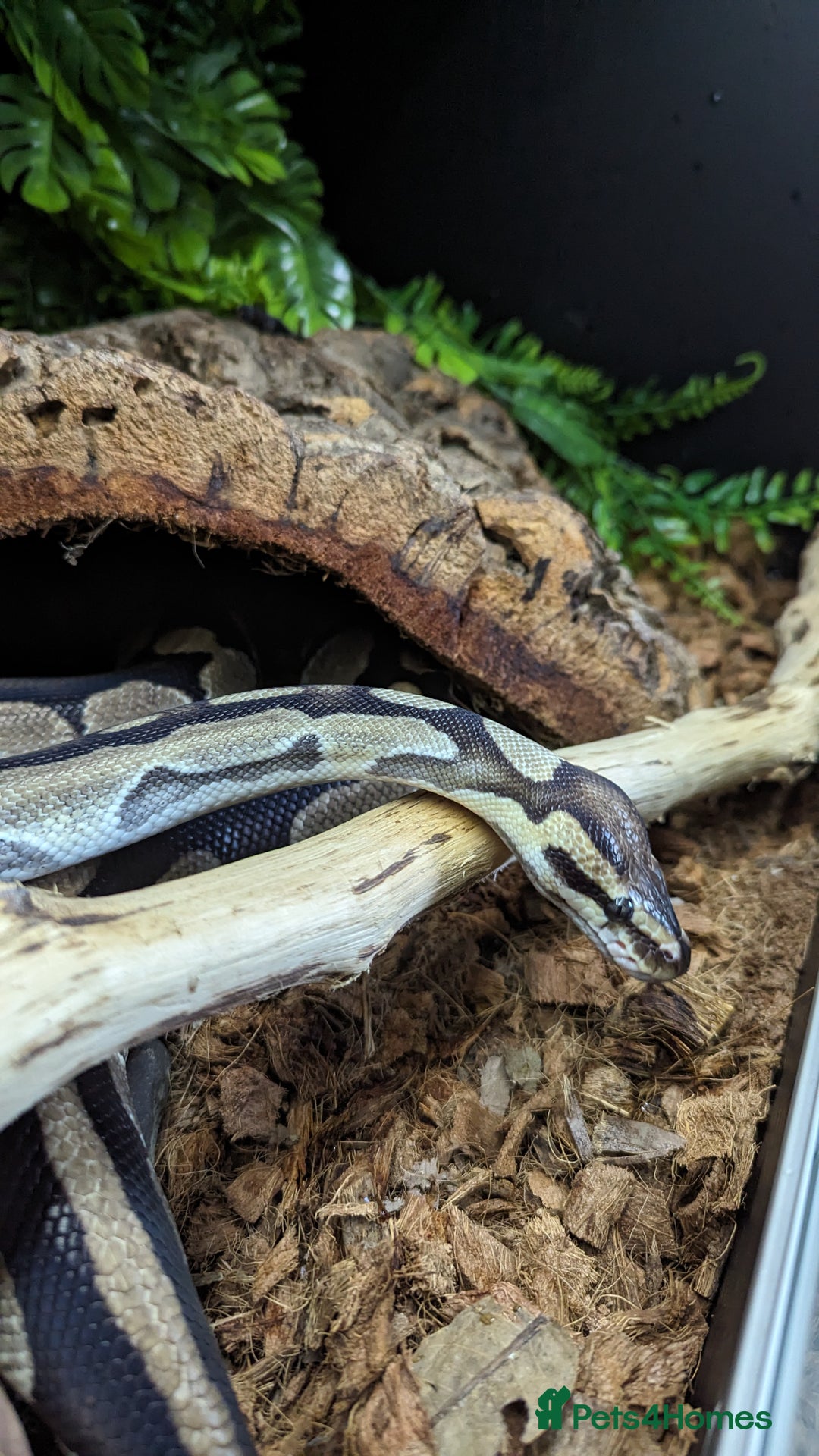 Python Snake reptiles for sale: Pythons for sale - Advert 4