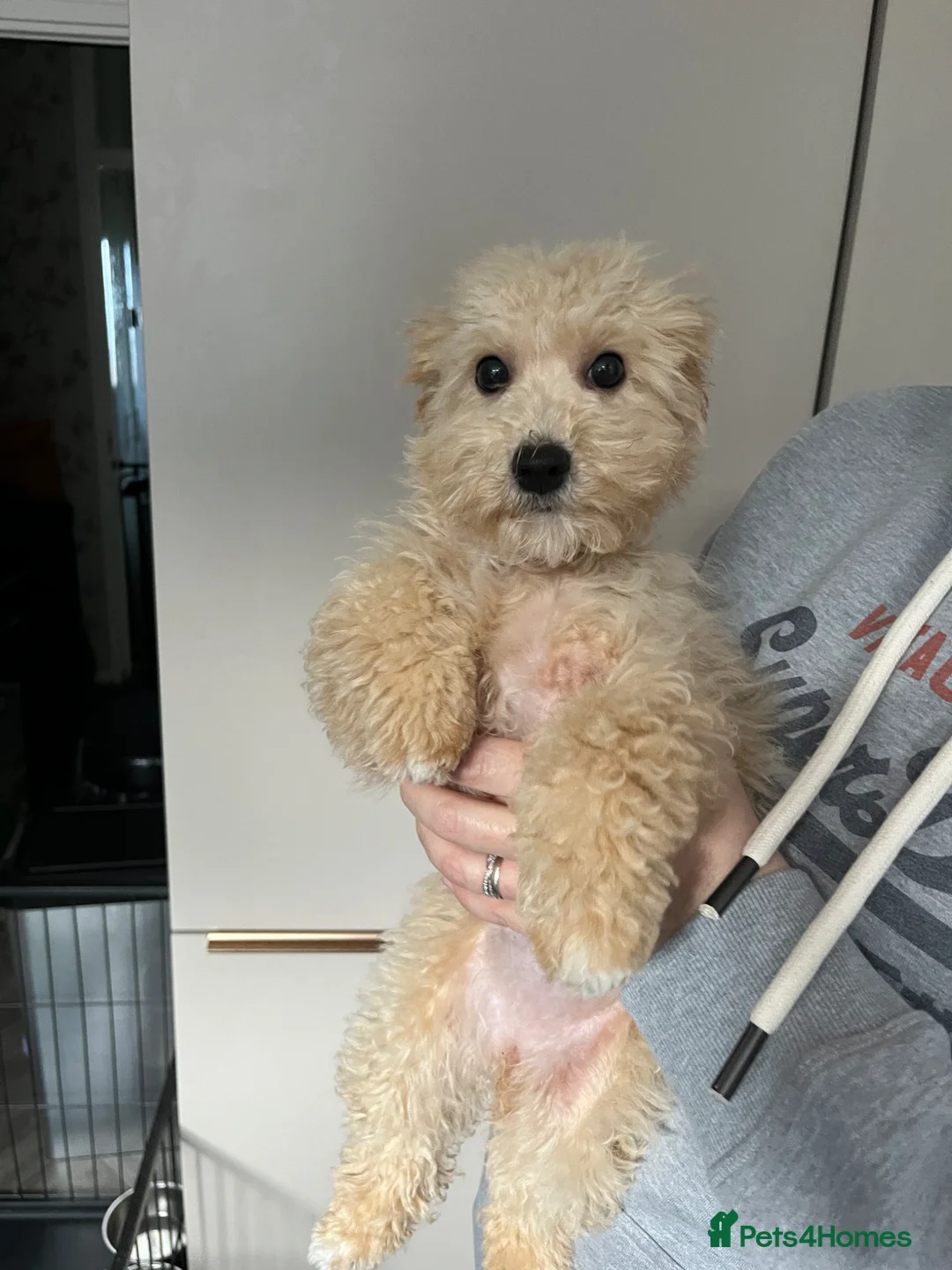 Mixed Breed dogs for sale: 2 puppies for sale - Advert 3