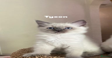 Ragdoll cats - Advert 12