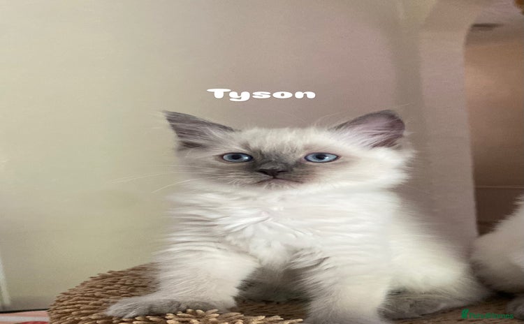 Ragdoll cats - Advert 15