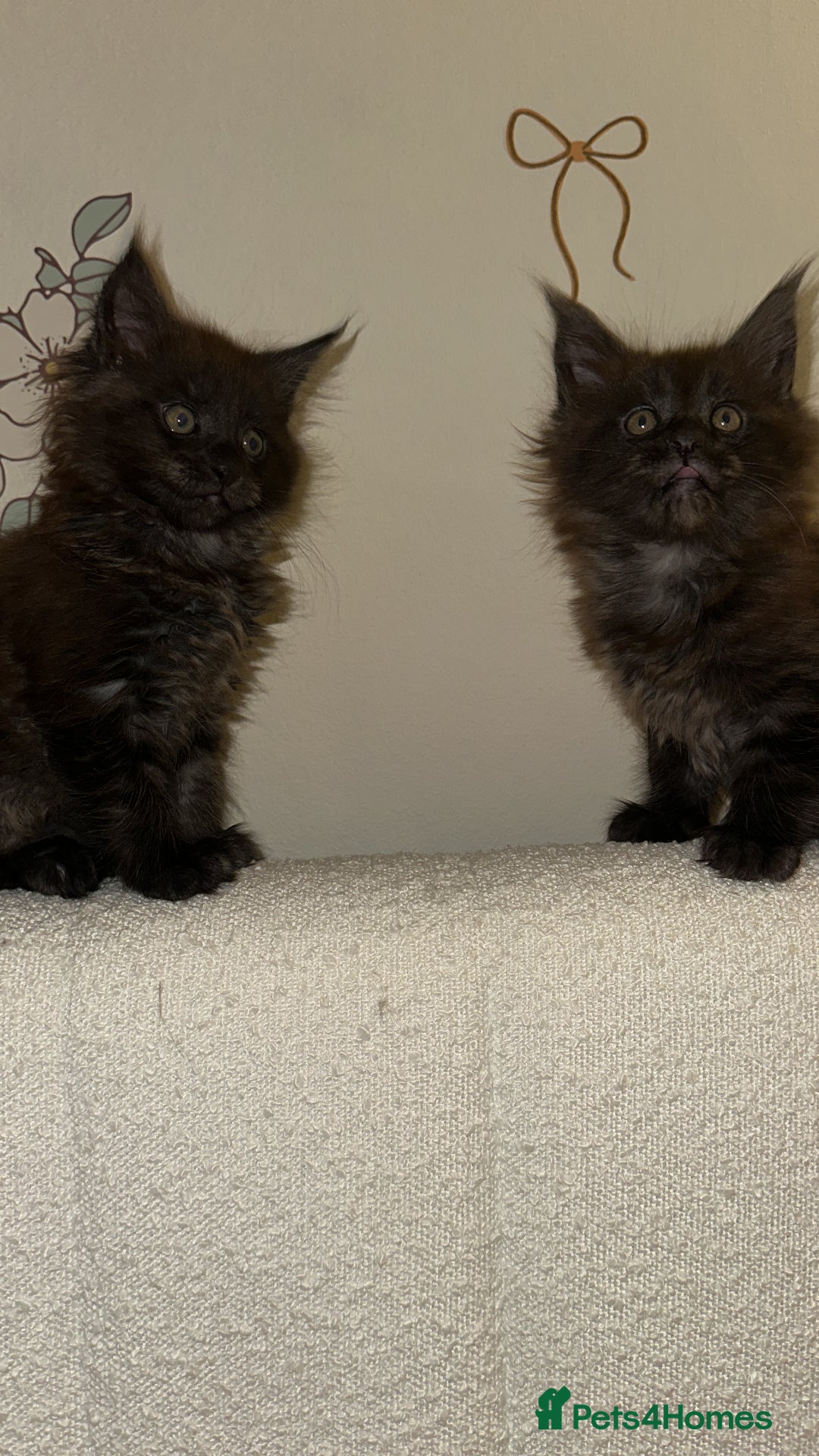 Maine Coon cats for sale: Beautiful boy kittens  - Advert 2