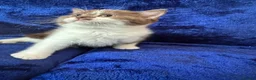 British Shorthair cats for sale: Champion pedigree bsh kittens cinnamon and lilac  - Advert 8
