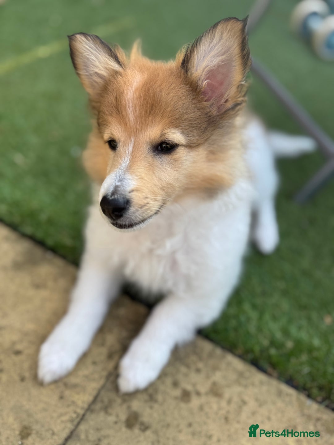 Shetland Sheepdog dogs for sale: shetland sheepdog  - Image 3