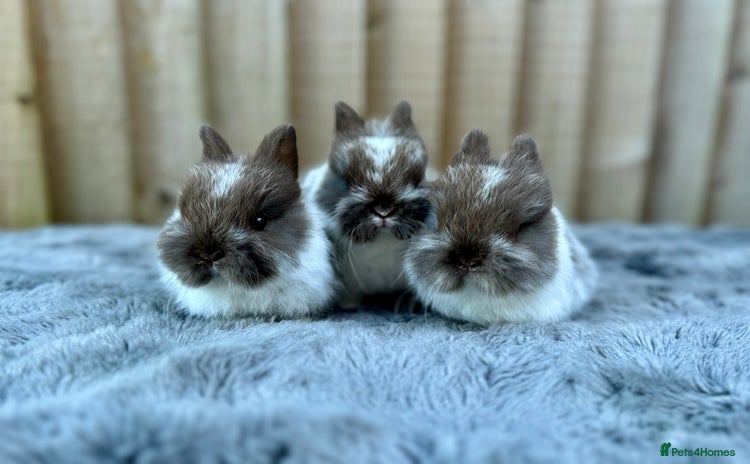 Netherland Dwarf rabbits - Advert 13