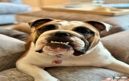 English Bulldog dogs for sale: Show quality English bulldog girl 2 years for sale - Image 11