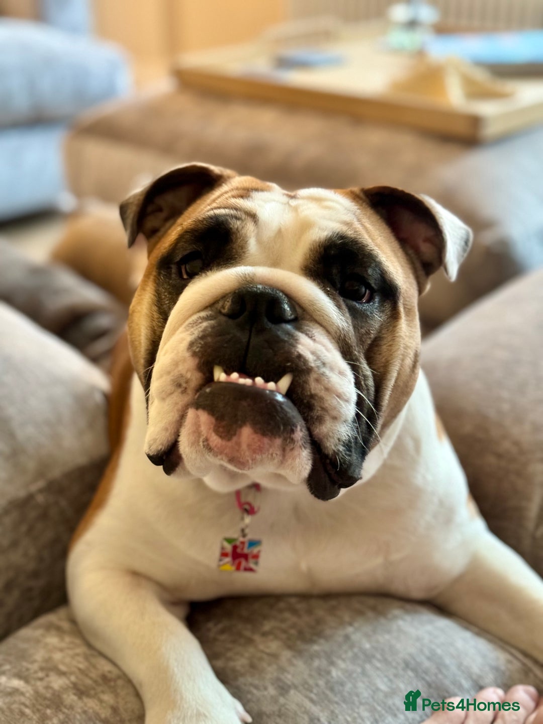 English Bulldog dogs for sale: Show quality English bulldog girl 2 years for sale - Image 11