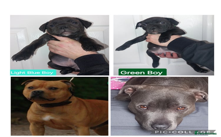 Staffordshire Bull Terrier dogs Quality KC SBT Boys - Advert 1
