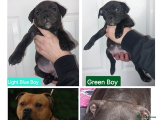 Staffordshire Bull Terrier dogs Quality KC SBT Boys - Advert 2