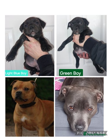 Staffordshire Bull Terrier dogs Quality KC SBT Boys - Advert 1