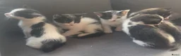 Mixed Breed cats for sale: Beautiful mix of grey, black and white kittens  - Advert 7
