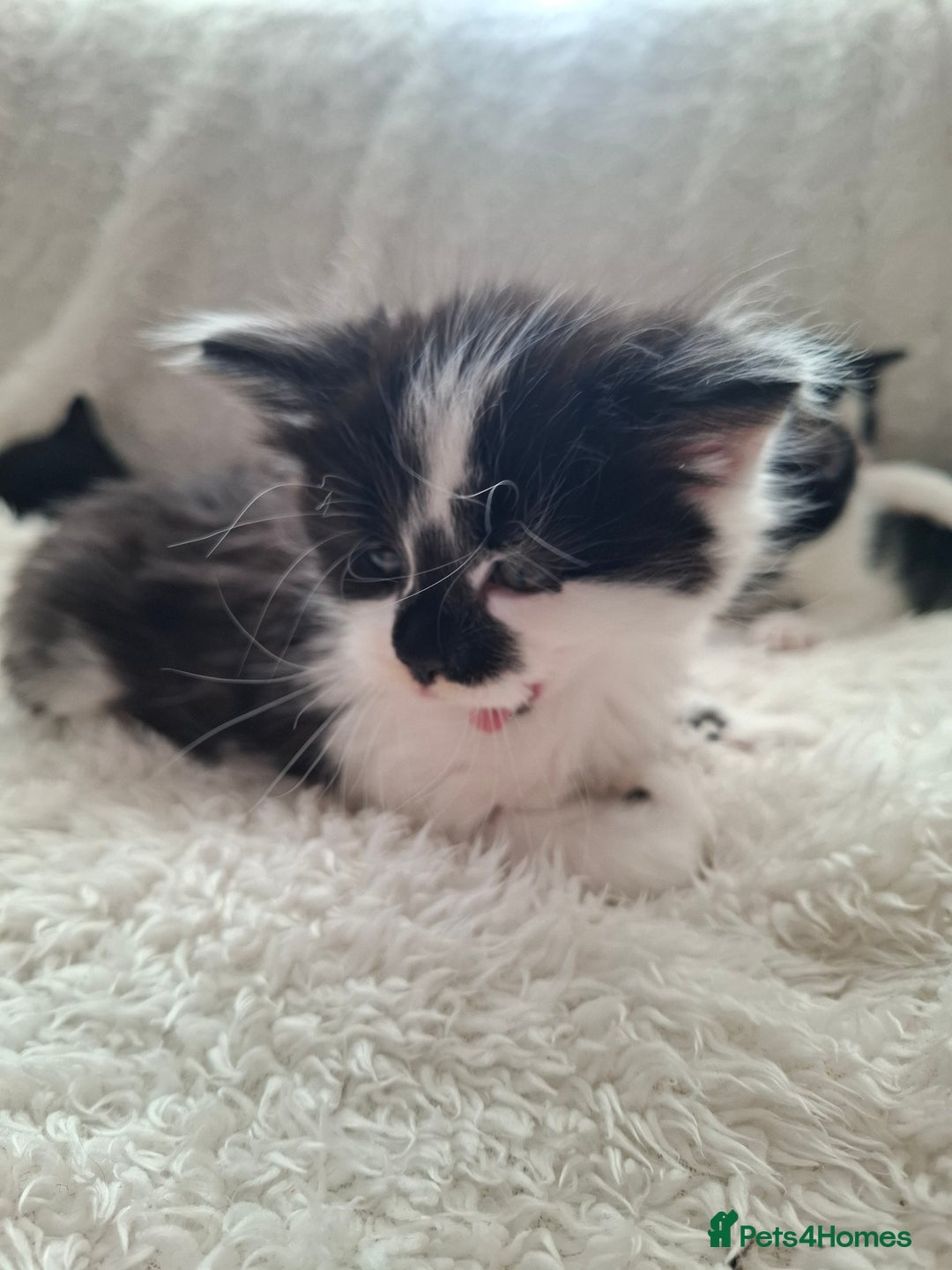 Mixed Breed cats for sale: Tabby/British short hair - Advert 14