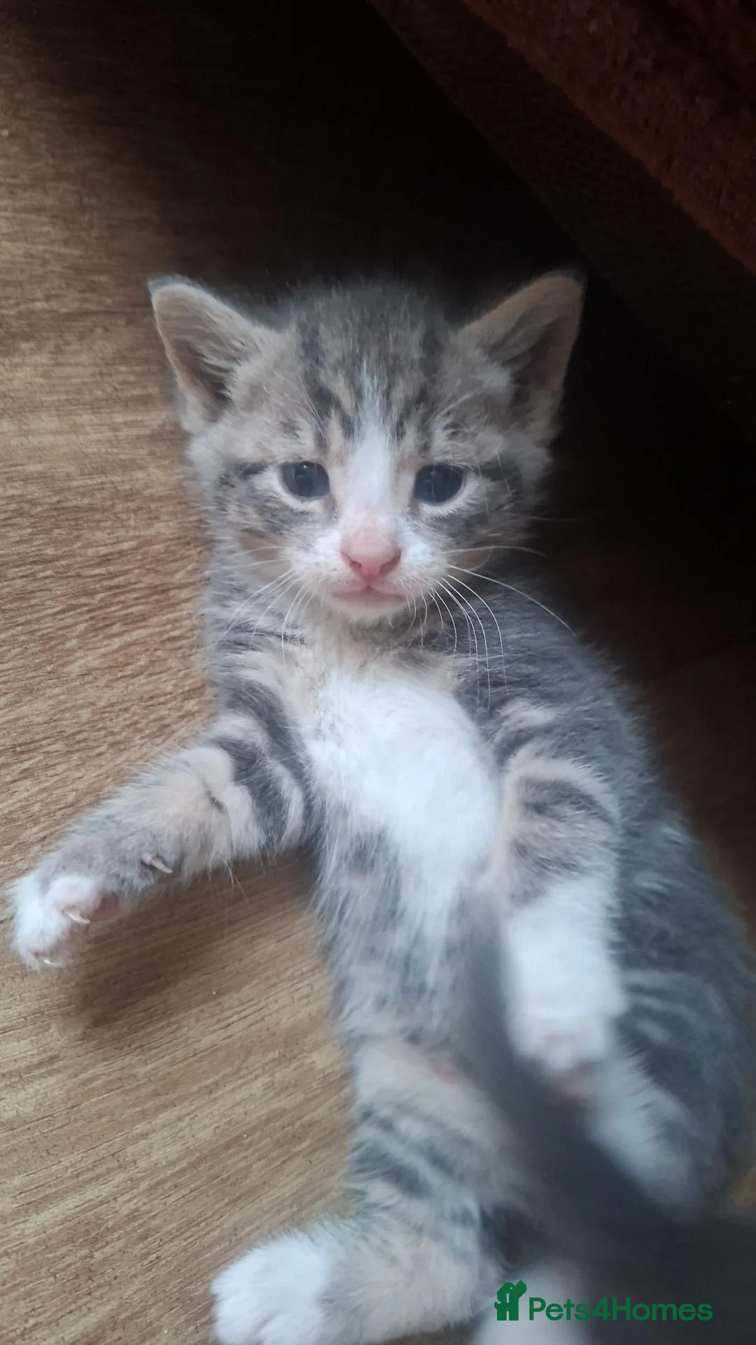 Mixed Breed cats for sale: Kittens in Doncaster - Advert 2