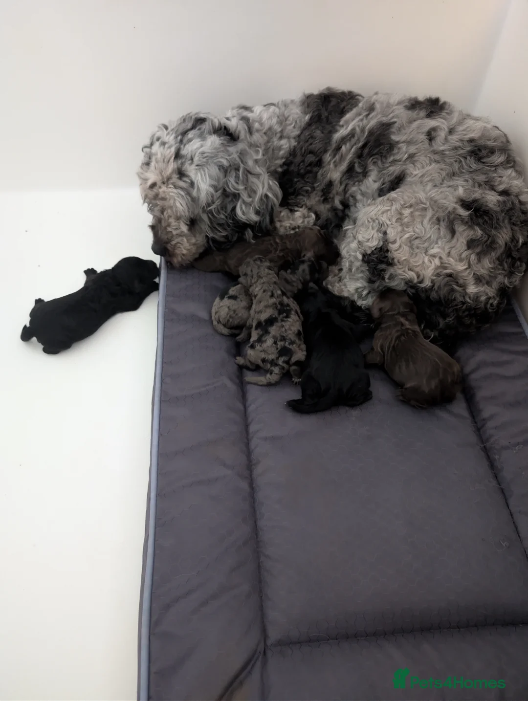 Cockapoo dogs for sale: 2 cockapoo boys for sale  - Advert 2